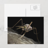 Carte Postale Gros plan sur les piqûres de moustiques 3d (Devant / Derrière)