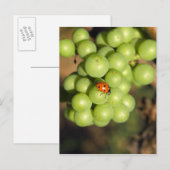 Carte Postale Gros plan sur les raisins verts Pinot Noir (Devant / Derrière)