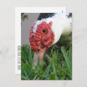 Carte Postale Gros plan sur l'œil du canard (Devant / Derrière)