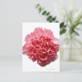 Carte Postale Gros plan sur l'oeillet rose (Debout devant)