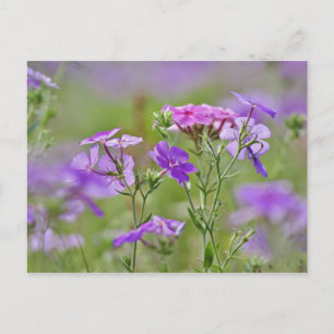 Carte Postale Gros plan sur Phlox de Drummond, Phlox drummondi,