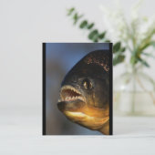 Carte Postale Gros plan sur Piranha (Debout devant)