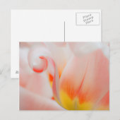 Carte Postale Gros plan sur tulipe 3 (Devant / Derrière)