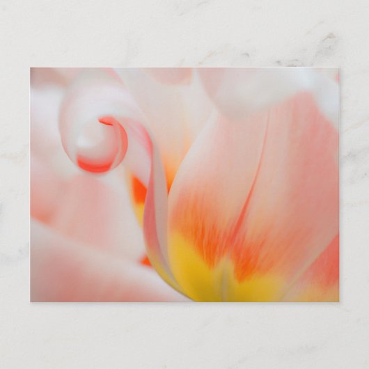 Carte Postale Gros plan sur tulipe 3 (Devant)