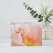 Carte Postale Gros plan sur tulipe 3 (Debout devant)