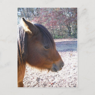 Carte Postale Gros plan sur un cheval brun, petit poney brun