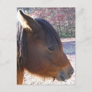 Carte Postale Gros plan sur un cheval brun, petit poney brun