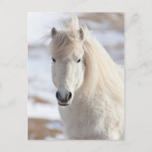 Carte Postale Gros plan sur un cheval islandais blanc