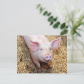 Carte Postale Gros Plan sur un Cochon (Debout devant)