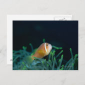 Carte Postale Gros plan sur un poisson anemone des Maldives, Mal (Devant / Derrière)