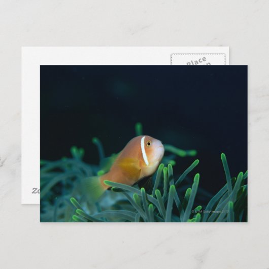 Carte Postale Gros plan sur un poisson anemone des Maldives, Mal (Devant / Derrière)