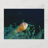 Carte Postale Gros plan sur un poisson anemone des Maldives, Mal (Devant)