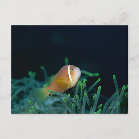 Carte Postale Gros plan sur un poisson anemone des Maldives, Mal (Devant)