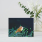 Carte Postale Gros plan sur un poisson anemone des Maldives, Mal (Debout devant)