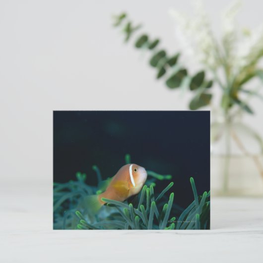 Carte Postale Gros plan sur un poisson anemone des Maldives, Mal (Debout devant)