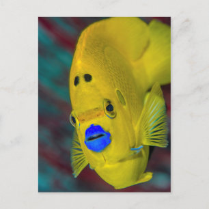 Carte Postale Gros plan sur un poisson-ange