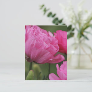 Carte Postale Gros plan sur un Ranunculus rose pivoine profond