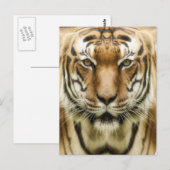 Carte postale Gros plan tigre (Devant / Derrière)