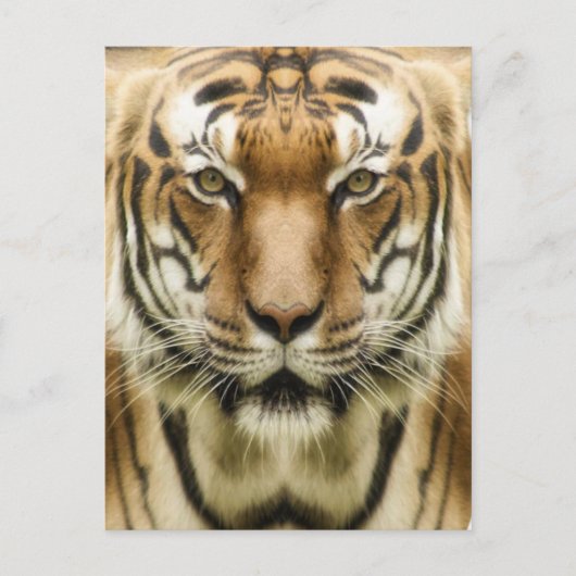 Carte postale Gros plan tigre (Devant)