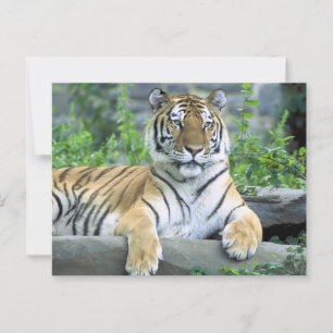 Carte Postale Gros plan Tigre Vibrant
