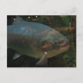 Carte Postale Gros poisson (Devant)