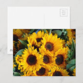 Carte Postale Gros tournesols géants (Devant / Derrière)