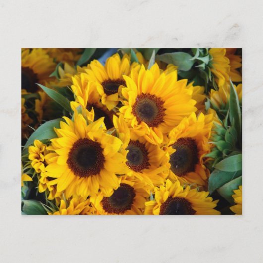 Carte Postale Gros tournesols géants (Devant)