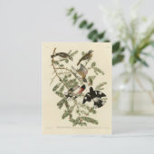 Carte Postale Grosbeak à poitrine rose, Oiseaux d'Amérique d'Aud (Debout devant)