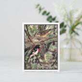 Carte Postale Grosbeak à poitrine rose - Robert Bruce Horsfall (Debout devant)