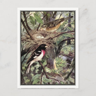 Carte Postale Grosbeak à poitrine rose - Robert Bruce Horsfall