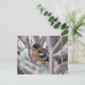 Carte postale Grosbeak à tête noire (Debout devant)