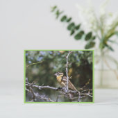 Carte Postale Grosbeak à tête noire perché sur le membre de l'ar (Debout devant)