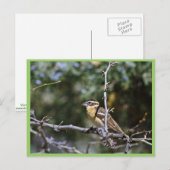 Carte Postale Grosbeak à tête noire perché sur le membre de l'ar (Devant / Derrière)