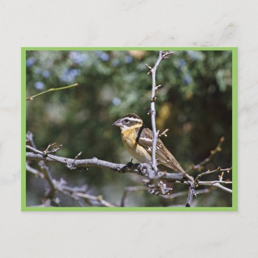 Carte Postale Grosbeak à tête noire perché sur le membre de l'ar (Devant)