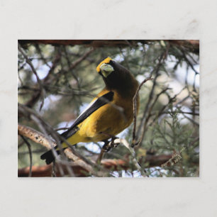 Carte Postale Grosbeak du soir
