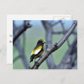 Carte Postale Grosbeak du soir (Devant / Derrière)