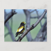 Carte Postale Grosbeak du soir (Devant)