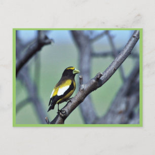 Carte Postale Grosbeak du soir