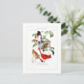 Carte Postale Grosbeak et Cardinal (Debout devant)