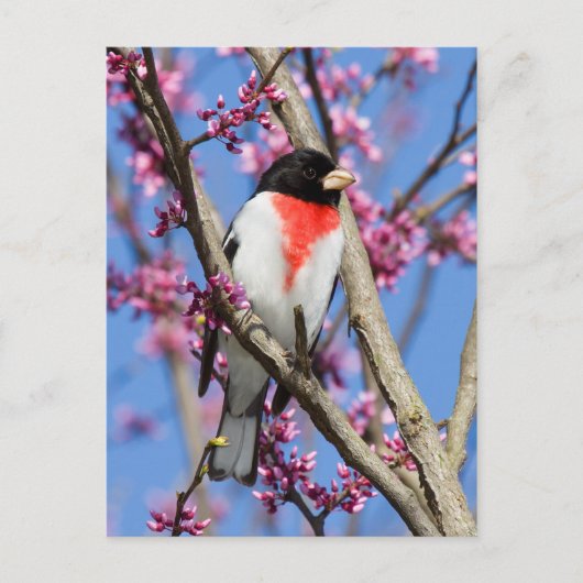 Carte Postale Grosbeak - poitrine Rose IV (Devant)