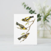 Carte Postale Grosbec soir d'Audubon (Debout devant)