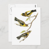 Carte Postale Grosbec soir d'Audubon (Devant / Derrière)