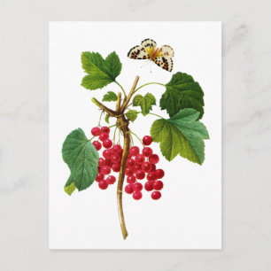 Carte Postale Groseillier Rouge par Pierre Joseph Redoute