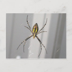 Carte Postale Grosse araignée effrayante
