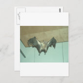 Carte Postale Grosse chauve-souris "renard volant" (Devant / Derrière)