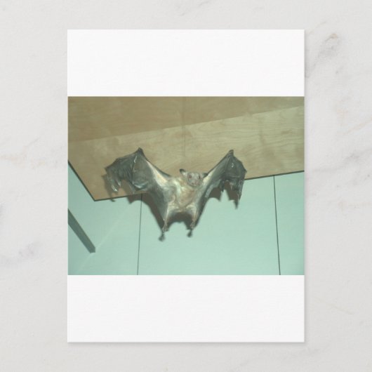 Carte Postale Grosse chauve-souris "renard volant" (Devant)