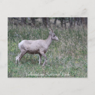 Carte Postale Grosse Corne, Femme, Pierre jaunâtre