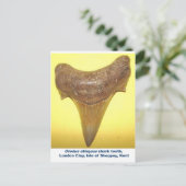 Carte Postale Grosse dent de requin fossile (Debout devant)