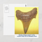 Carte Postale Grosse dent de requin fossile (Devant / Derrière)