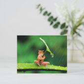 Carte Postale Grosse grenouille drôle peur de l'eau (Debout devant)